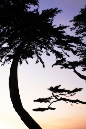 Picture of CYPRESS SILHOUETTE II