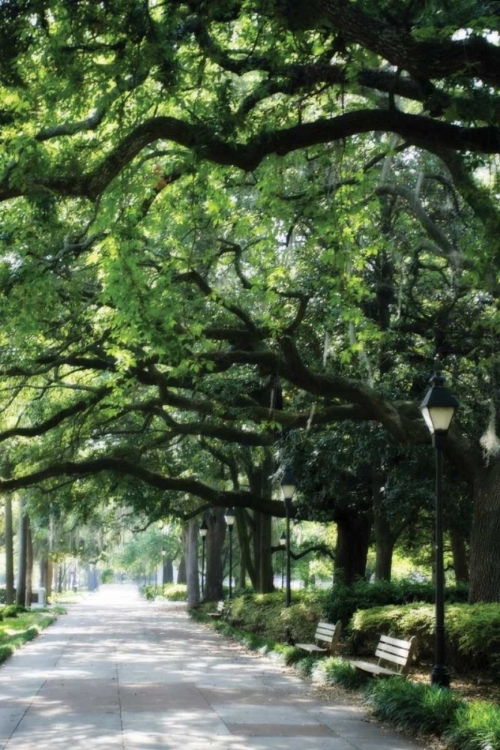 Picture of SAVANNAH SIDEWALK I