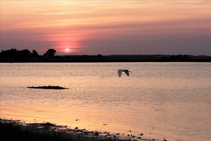 Picture of SUNSET IN THE MARSH