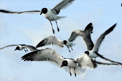 Picture of GULLS I
