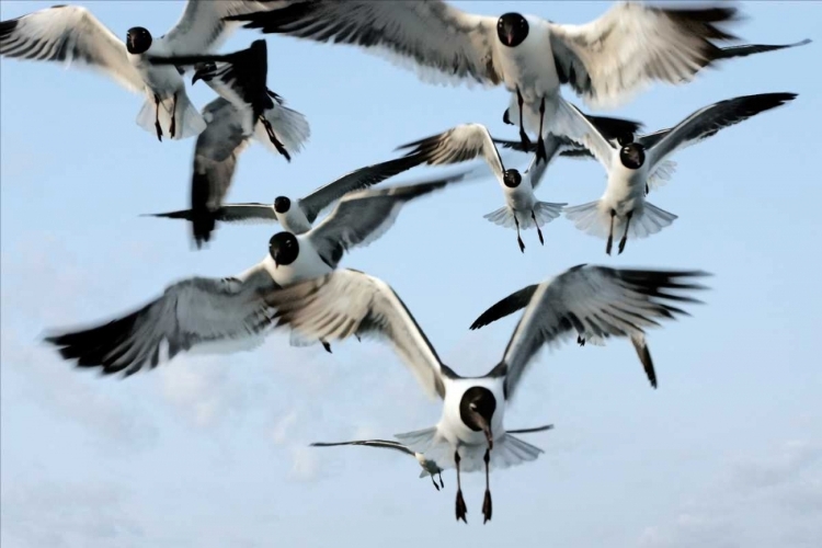 Picture of GULLS II