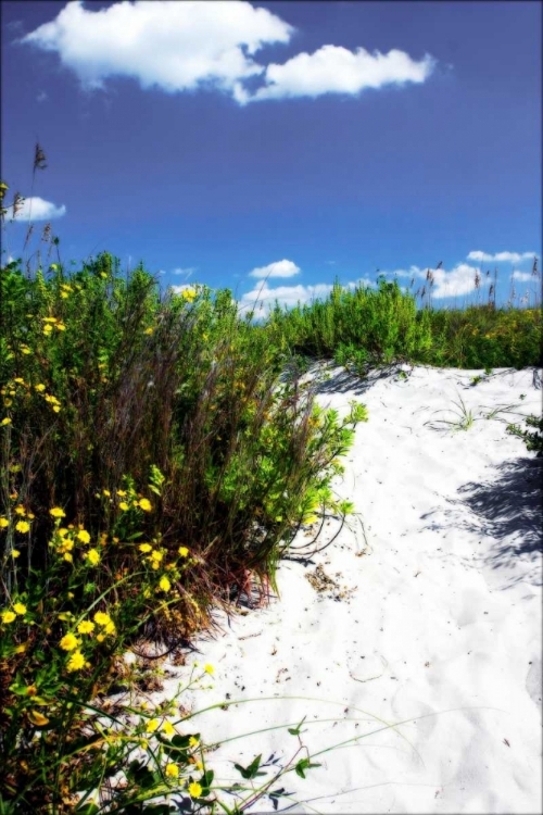 Picture of A SANDY PATHWAY I