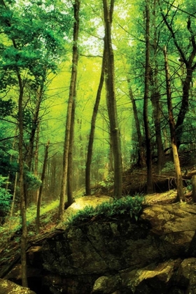 Picture of DEEP WOODS I