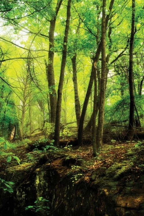 Picture of DEEP WOODS II