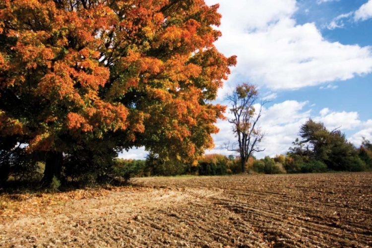 Picture of AUTUMN SCENE II