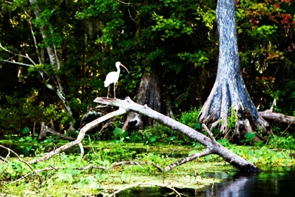 Picture of IBIS ON A LIMB