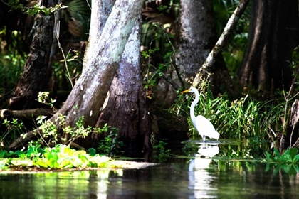 Picture of STALKING EGRET