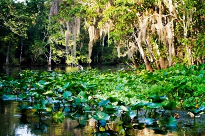 Picture of WATER LILIES I