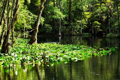 Picture of WATER LILIES II