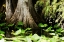 Picture of CYPRESS I