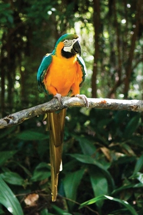Picture of MCCAW II