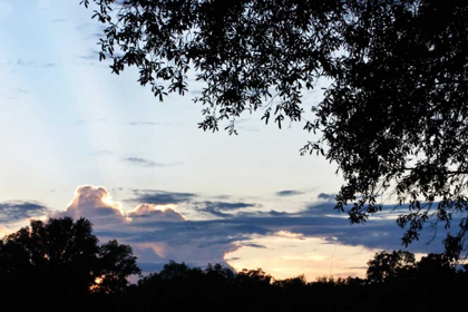 Picture of SUNSET THROUGH THE TREES I