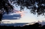 Picture of SUNSET THROUGH THE TREES II