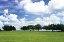 Picture of TREE LINE III