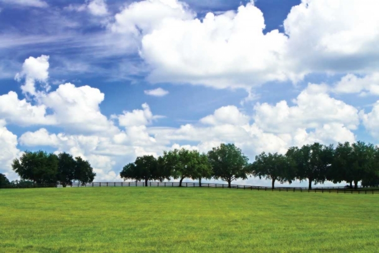 Picture of TREE LINE III