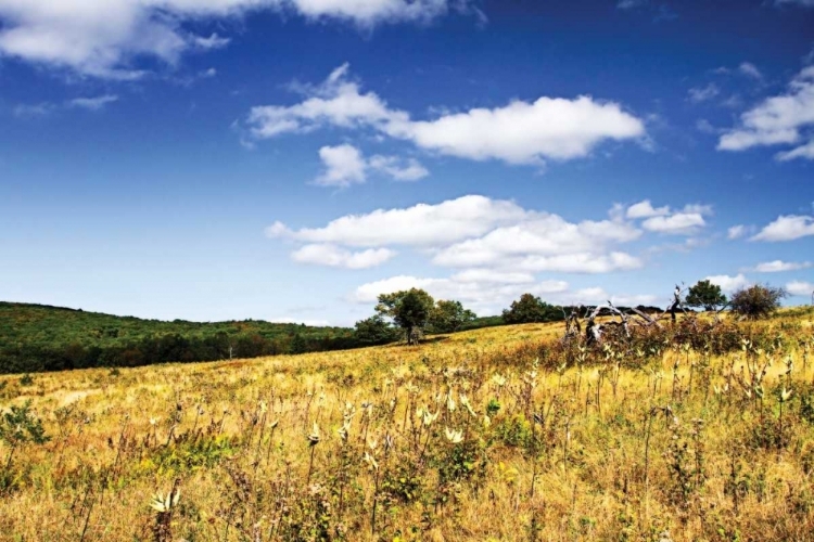 Picture of BIG MEADOW II