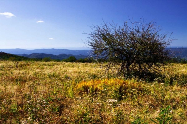 Picture of DISTANT MOUNTAINS III