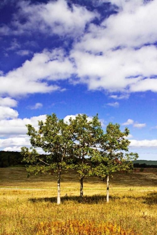 Picture of AUTUMN FIELDS IV