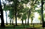 Picture of MISTY SUNRISE II