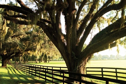Picture of MAJESTIC OAKS I