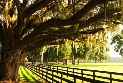 Picture of MAJESTIC OAKS II