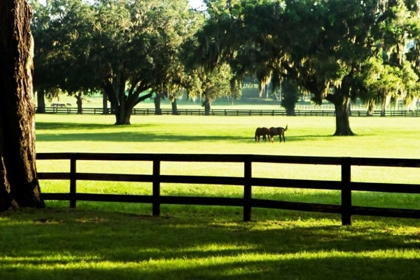 Picture of SERENE HORSES I