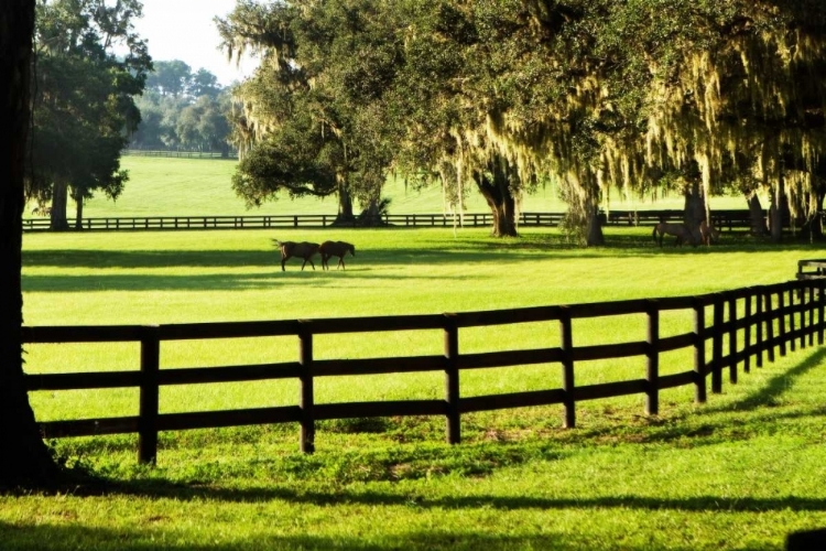 Picture of SERENE HORSES II