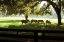 Picture of HORSES IN THE SUNRISE I