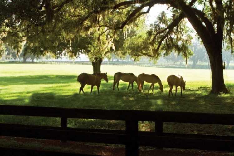 Picture of HORSES IN THE SUNRISE I