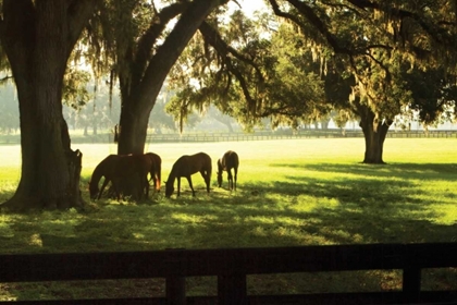 Picture of HORSES IN THE SUNRISE II