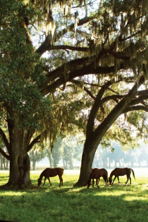 Picture of HORSES IN THE SUNRISE V