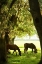 Picture of HORSES IN THE SUNRISE VI