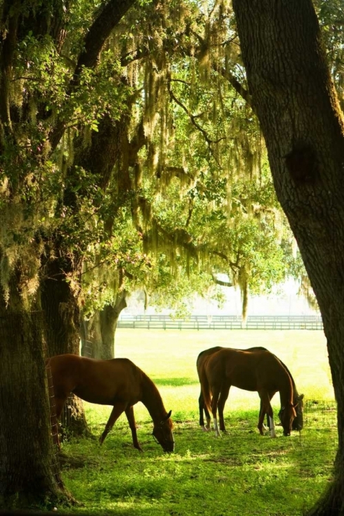 Picture of HORSES IN THE SUNRISE VI