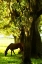 Picture of HORSES IN THE SUNRISE VII