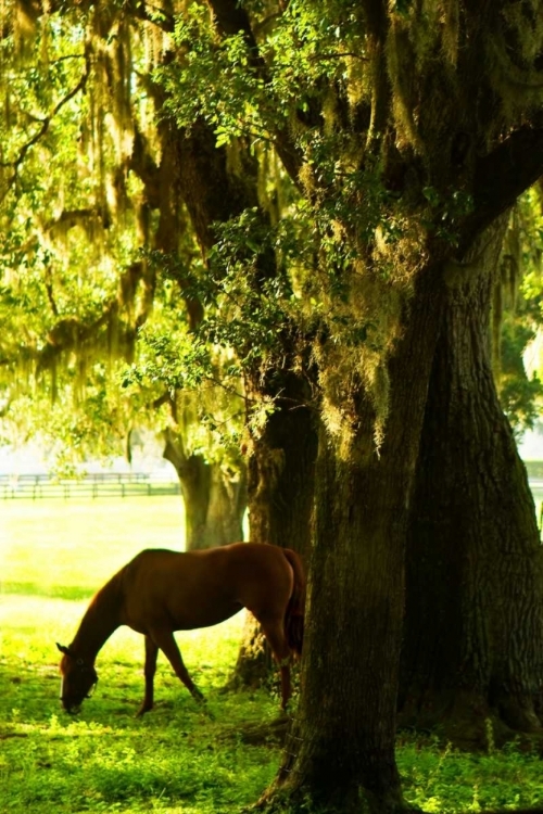 Picture of HORSES IN THE SUNRISE VII