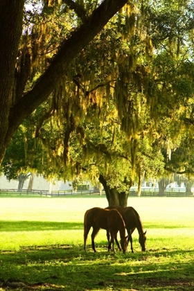 Picture of HORSES IN THE SUNRISE VIII