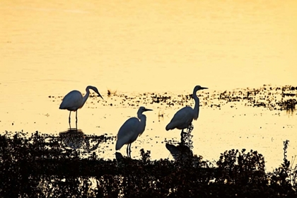 Picture of EGRETS IN THE SUNRISE I