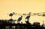 Picture of EGRETS IN THE SUNRISE I