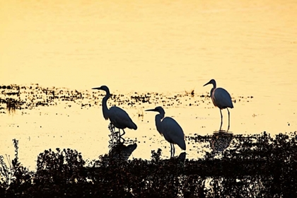 Picture of EGRETS IN THE SUNRISE II