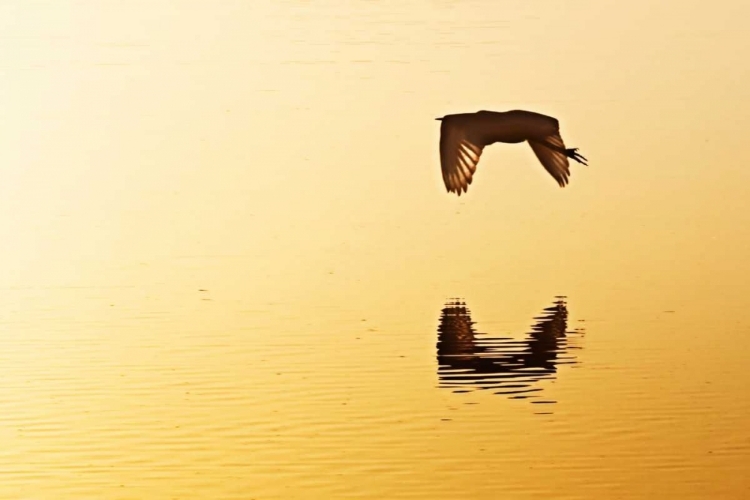 Picture of EGRETS IN THE SUNRISE III