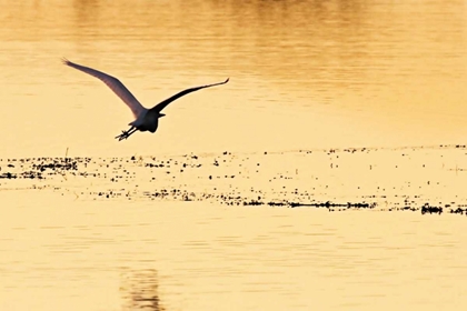 Picture of EGRETS IN THE SUNRISE IV