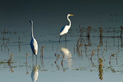 Picture of EARLY MORNING EGRETS I