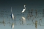 Picture of EARLY MORNING EGRETS I