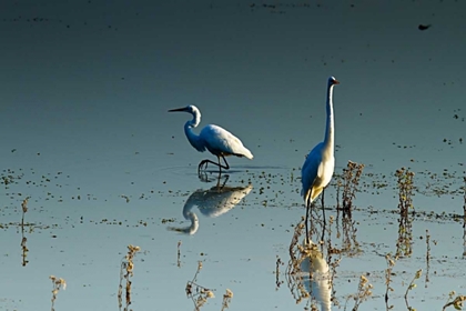 Picture of EARLY MORNING EGRETS II