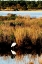 Picture of ASSATEAGUE ISLAND I