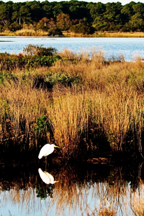 Picture of ASSATEAGUE ISLAND I