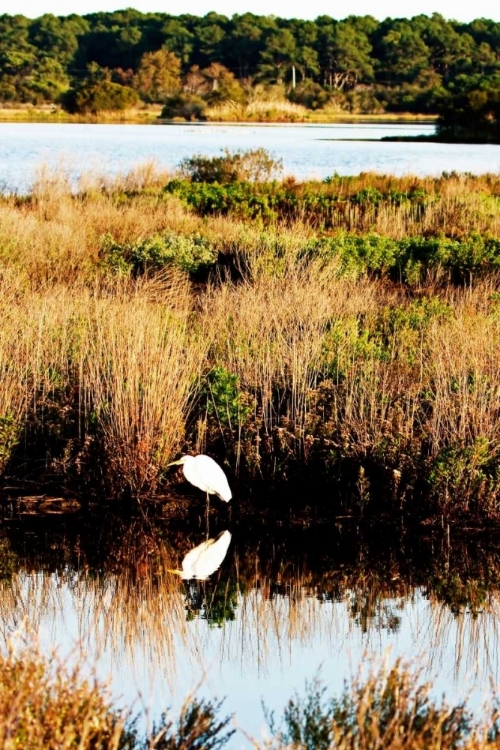 Picture of ASSATEAGUE ISLAND II