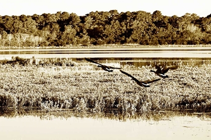 Picture of ASSATEAGUE ISLAND III