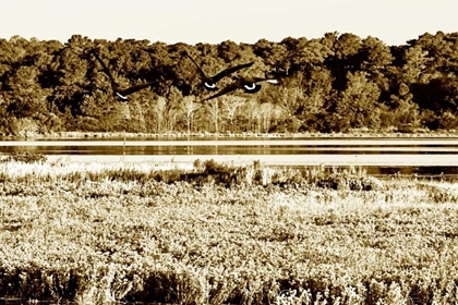 Picture of ASSATEAGUE ISLAND IV