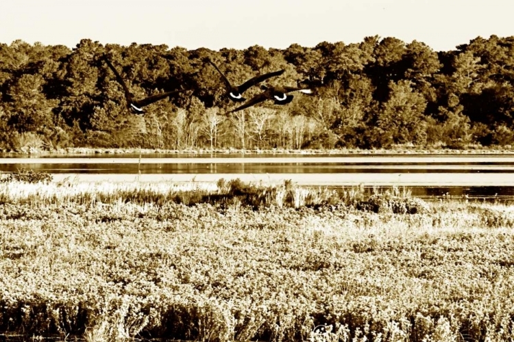 Picture of ASSATEAGUE ISLAND IV